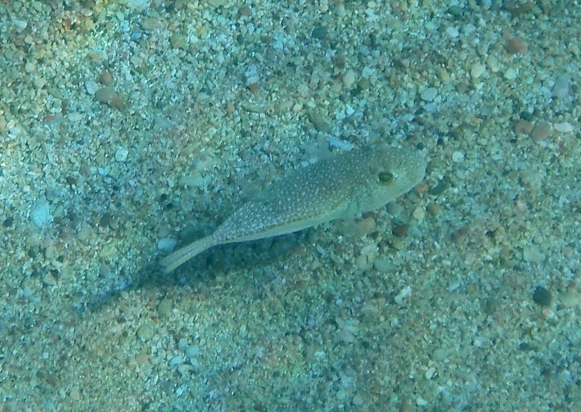 Torquigener flavimaculosus  a Karpathos (Grecia)